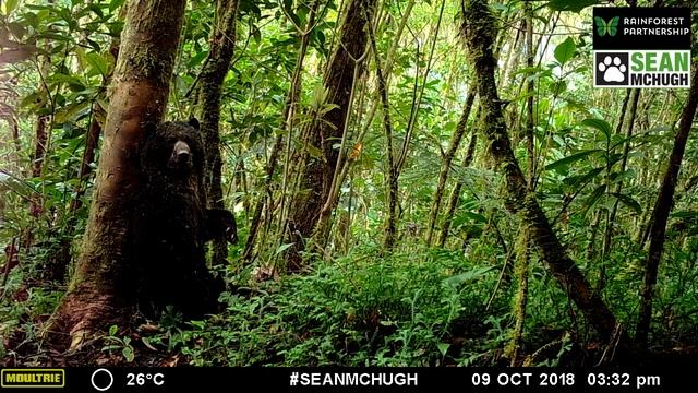La increíble fauna de Pampa Hermosa: Oso de anteojos (Tremarctos ornatus) смотреть онлайн