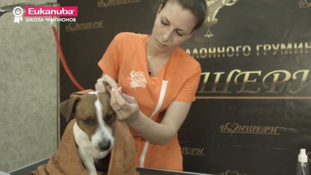 Груминг выставочных собак. Урок 2. Уход за гладкошерстной собакой смотреть онлайн