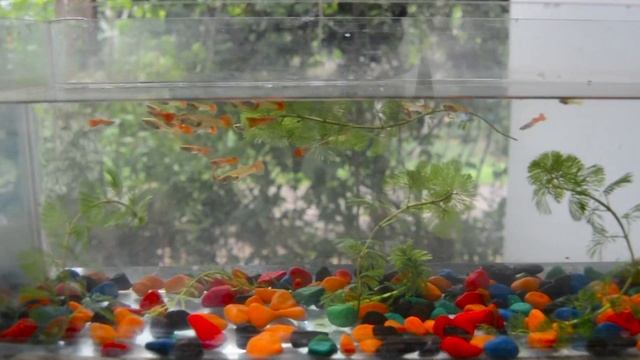 how to caring guppy fish varambu vlogs смотреть онлайн