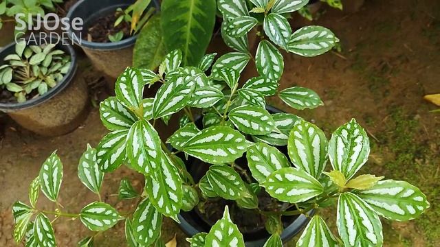Aluminium Plant | Pilea cadierei | Care and propagation смотреть онлайн