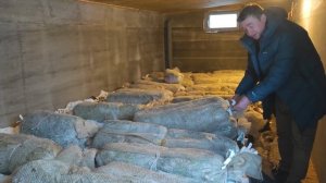 Зимняя прививка роз. Начало.