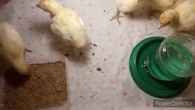 Обзор инкубатора Блиц 72 ц 10 ,инкубируем гусиное яйцо,купили индюшат. смотреть онлайн