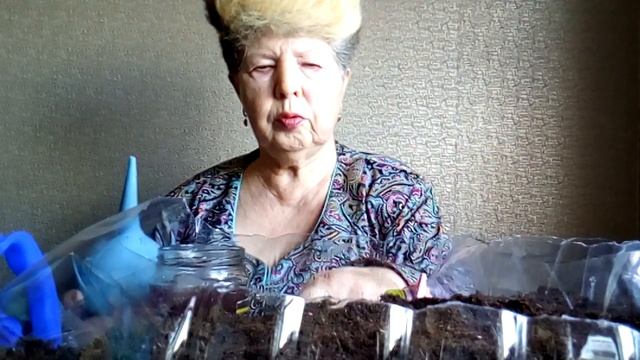 Посев лука " эксибишен" и " штутгартской великан" смотреть онлайн