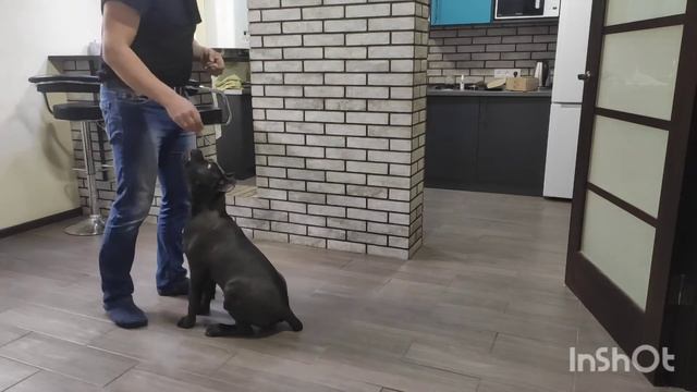 Кане Корсо (Ламба) 5 месяцев выполняет команды смотреть онлайн