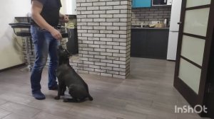 Кане Корсо (Ламба) 5 месяцев выполняет команды