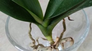 УКОРЕНИ орхидеи в ВОДЕ! РЕАНИМАЦИЯ орхидеи БЕЗ КОРНЕЙ над ВОДОЙ/ или в ВОДЕ! корни орхидеи ОДОБРИЛИ