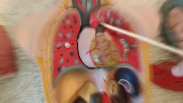 Анатомия человека. Бабушка рассказывает о внутренних органах человека. смотреть онлайн