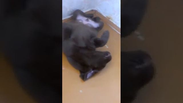 Даже собаки не хотят вставать по утрам. смотреть онлайн