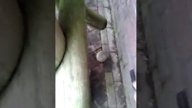 Puppy ball chase смотреть онлайн
