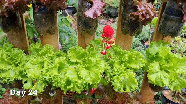 Surprise with the portable vertical vegetable garden - space saving смотреть онлайн
