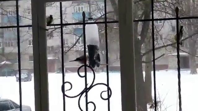 Кормушка для птичек- забава для детей смотреть онлайн