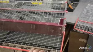 Клетка для перепелов. Обзор клеток.