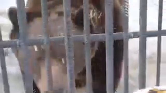 Медведи лакомятся блинами. Русская масленица