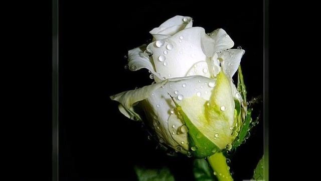 Новая цыганская песня 2019 "Ты лишь только ты" смотреть онлайн