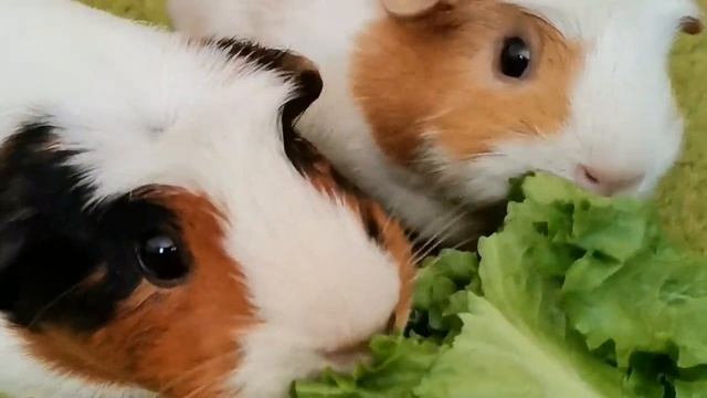 ЧЕМ КОРМИТЬ МОРСКУЮ СВИНКУ ЗИМОЙ. ЗИМНИЙ РАЦИОН ПИТАНИЯ МОРСКИХ СВИНОК. ВЫРАЩИВАЕМ ТРАВУ И ЗЕЛЕНЬ ? смотреть онлайн