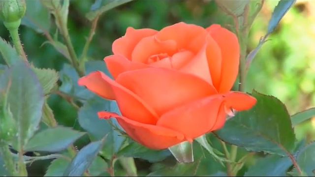 Happy Birthday С днём рождения! смотреть онлайн