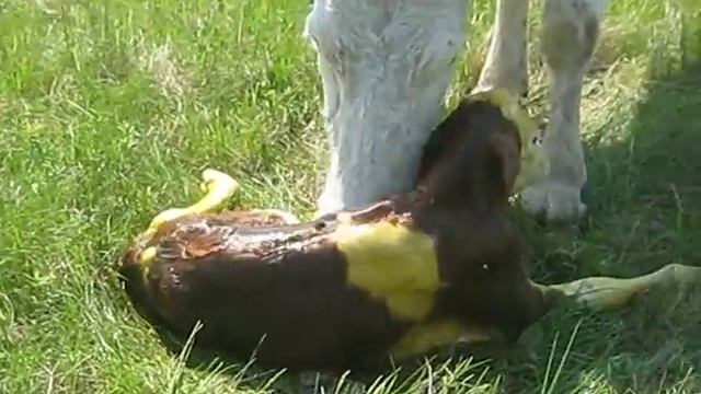 Роды коровы смотреть онлайн