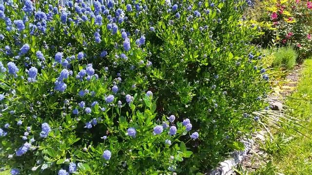 Flowers plant in garden-Ceanothus, California Lilac-China Rose, Butterfly Rose 'Mutabilis' Flowers смотреть онлайн
