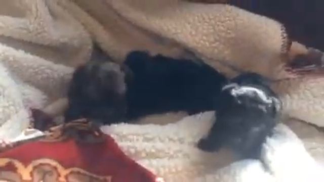 Russian Bolonka puppies смотреть онлайн