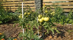 Томат Любаша. Завалит урожаем!