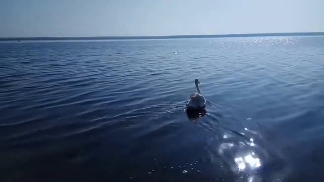 Одинокий лебедь на Тилигульском лимане смотреть онлайн