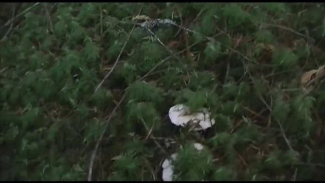 Mushroom Picking Vancouver Island смотреть онлайн