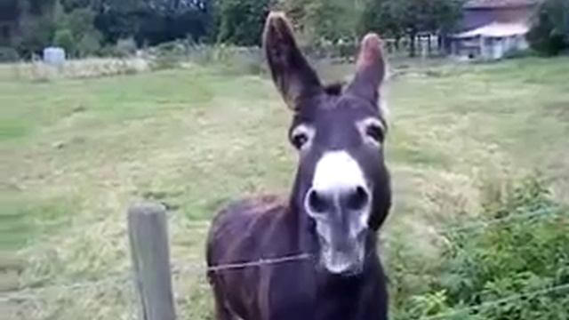 Ослик смотреть онлайн