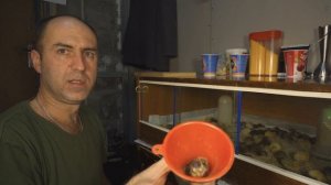 Шпагатики у цыплят. Как лечить Шпагатики  и Вертолетики  у цыплят и перепелят.