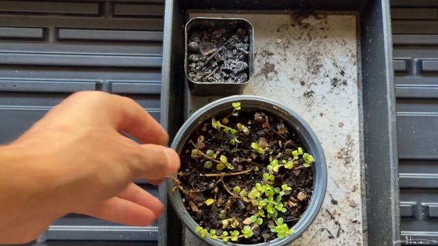 How To Easily Propagate Pilea Depressa (Baby Tears) смотреть онлайн