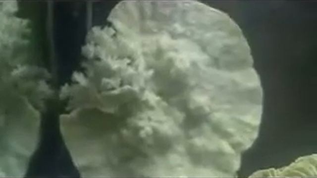 Рак красный флоридский смотреть онлайн