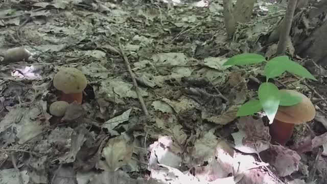 ДУБОВИК ОЛИВКОВО-БУРЫЙ! Грибная азбука. смотреть онлайн