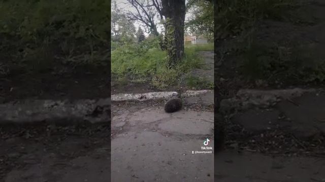 Немецкий боксер Рона/ гроза для ёжиков/German boxer Rona/ thunderstorm for hedgehogs/ смотреть онлайн