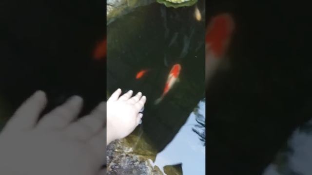 Ручные рыбки кои смотреть онлайн