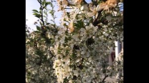 "Колоновидная" вишня МОРОЗОВКА - урожай без хлопот уже на следующий год!