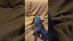 Линяют ли французские бульдоги? Рэмбо покажет