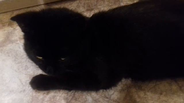 CAT/КОТ/УГОЛЕК