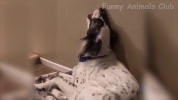 Dogs  And  Cats In Funny Situations  - Try Not To Laugh