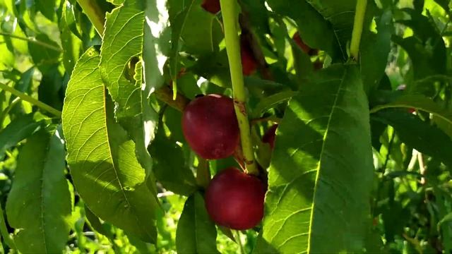 Нектарин "Ванг-8". смотреть онлайн