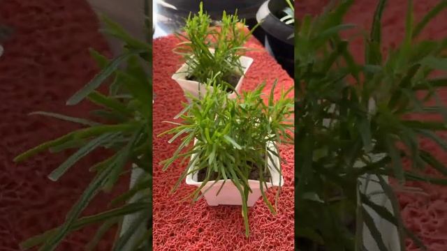 Star Grass / Hemigraphis Repanda смотреть онлайн