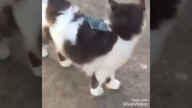 Дружеские отношения домашних друзей смотреть онлайн