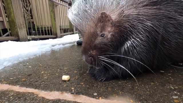 Porcupine Nolina Takes Slushy Snow Snack Stroll смотреть онлайн