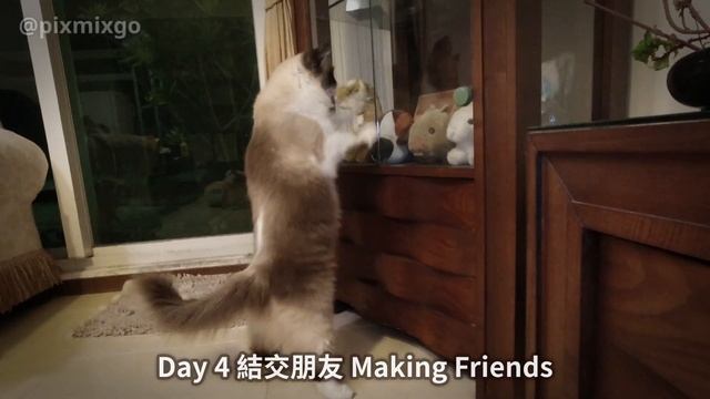 What Does Cat Do at Dog's House? смотреть онлайн