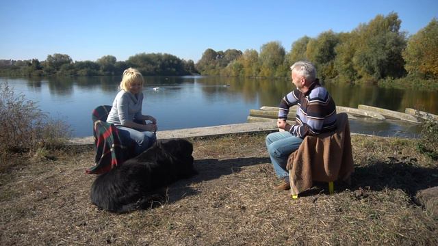 Ньюфаундленд. Опис породи, характер, догляд та утримання
