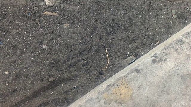 Как вывести муравьев с участка навсегда. Муравей уходит от этого метода! смотреть онлайн