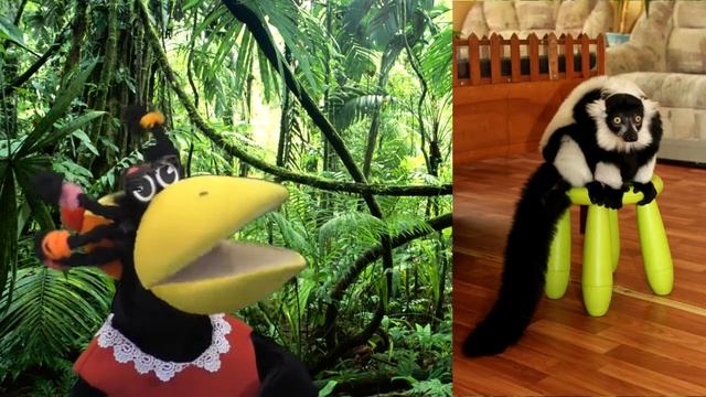 Черно-белый лемур вари смотреть онлайн