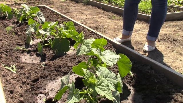 Наша дача. Обзор участка на конец июня 2019 г. смотреть онлайн