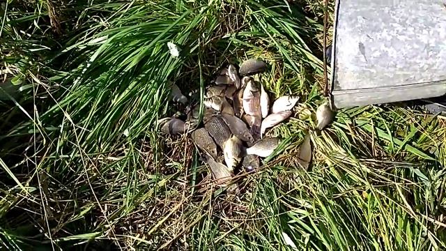 Бешеный клёв карася 2 смотреть онлайн