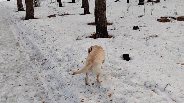 Трудности с появление щенка лабрадора в квартире смотреть онлайн