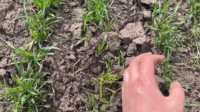 Огляд пшениці,по ораному, дискованому і після соняшника смотреть онлайн