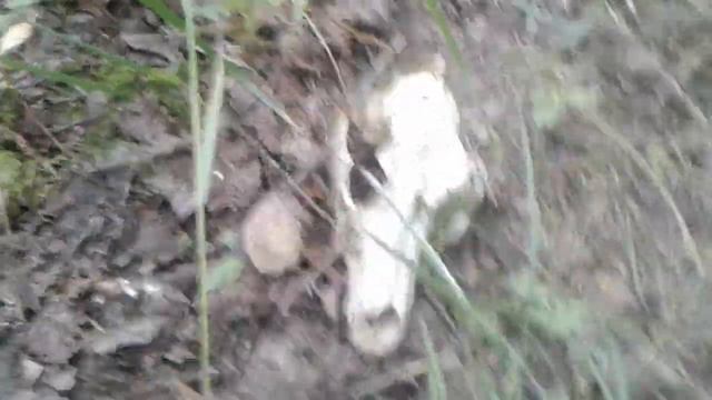 Нашли второй настоящий череп лисы в другом лесу😱😱😱😱😱😱 смотреть онлайн
